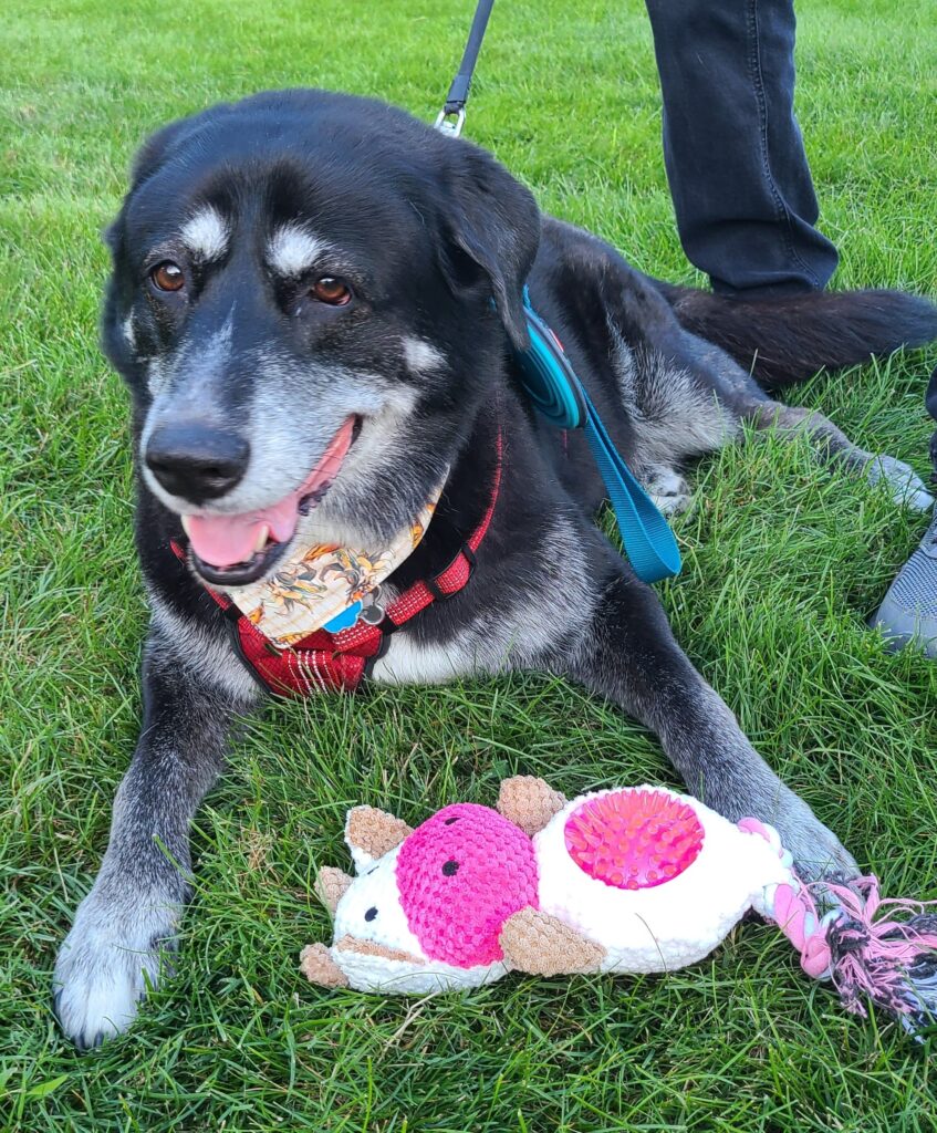 Max and one of his Runner Up prizes for the 2022 Cutest Pooch Contest