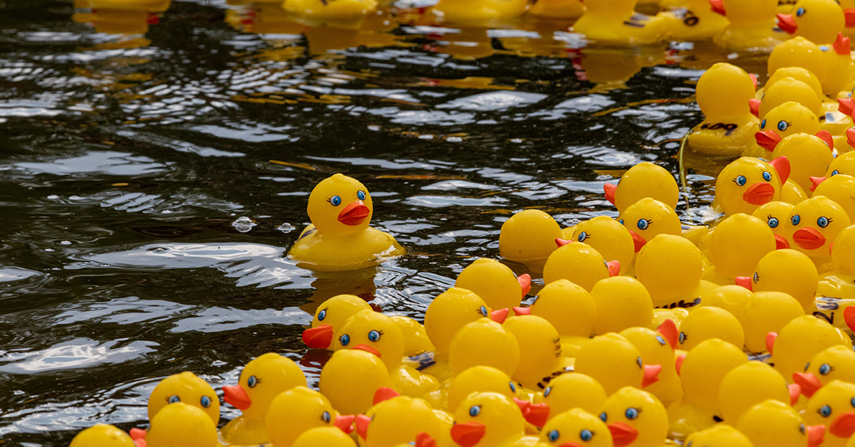 Yellow rubber ducks floating during the SCI Kiwanis Duck Race Festival fundraiser in Bloomington, Indiana, supporting programs for children and families.